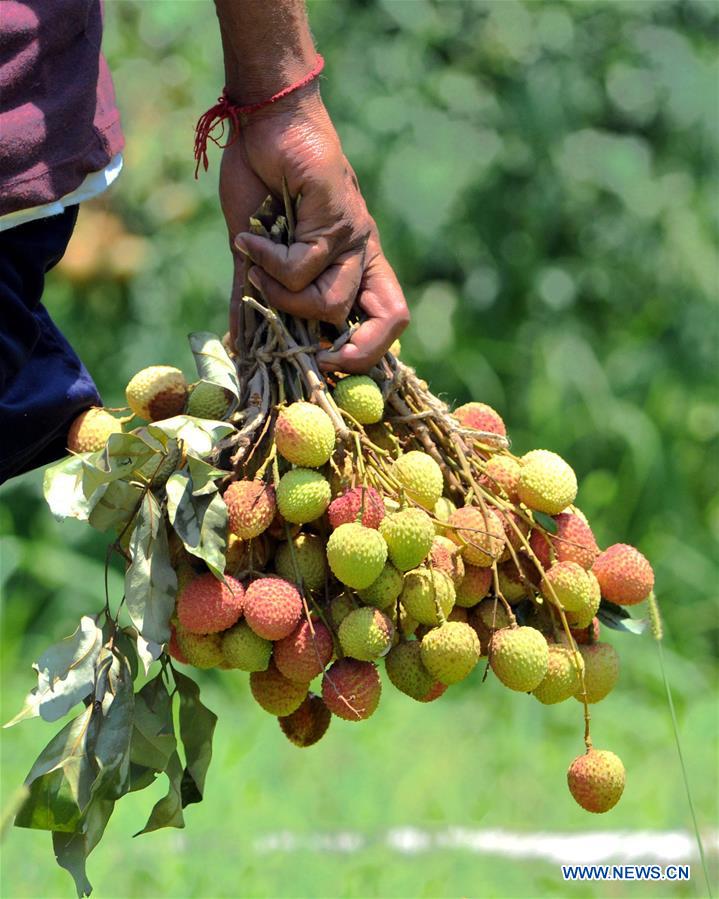 KASHMIR-JAMMU-LITCHI HARVEST