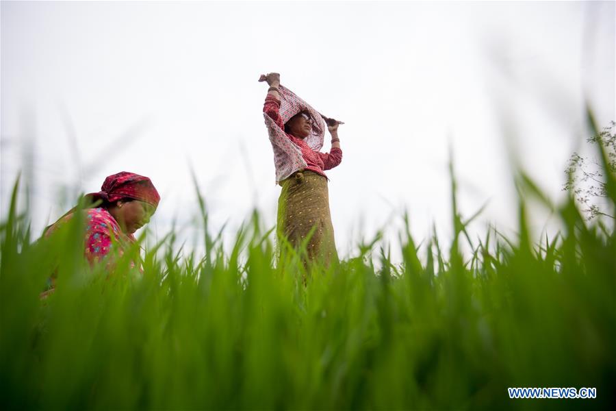 NEPAL-LALITPUR-MONSOON-PADDY FIELD