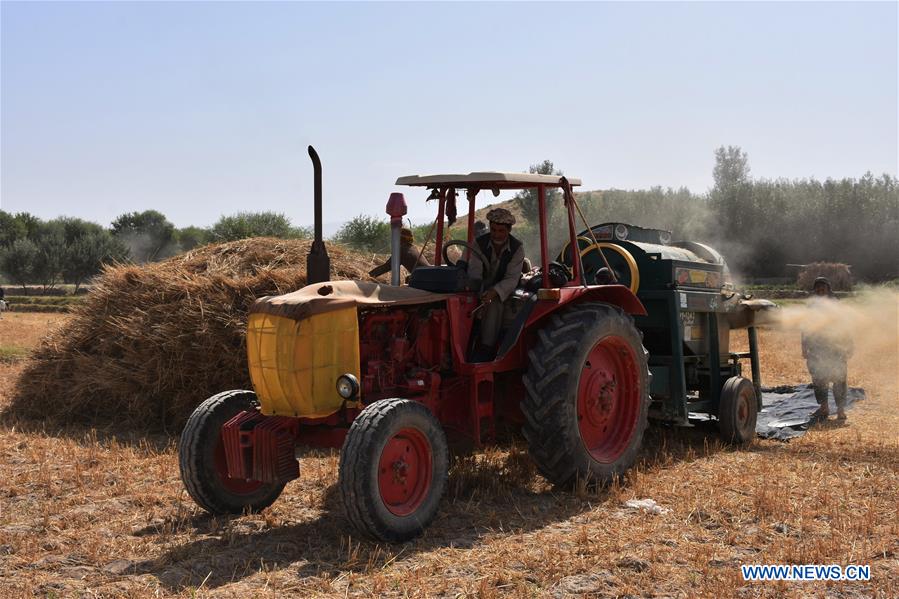 AFGHANISTAN-BALKH-WHEAT HARVEST