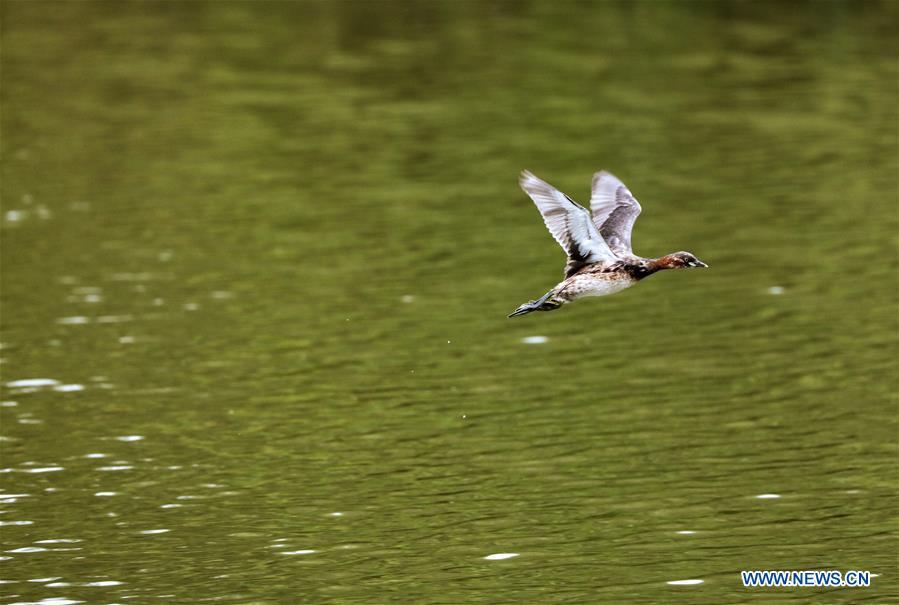 CHINA-ZHEJIANG-DEQING-WETLAND (CN)