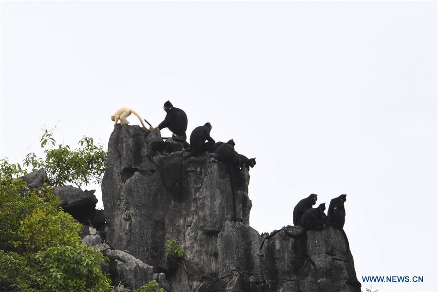 CHINA-GUANGXI-DAXIN-WILD ANIMAL-ALBINO MONKEY (CN)