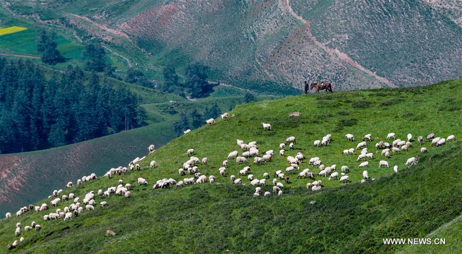 CHINA-QINGHAI-QILIAN-SCENERY (CN)