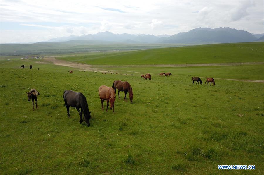 CHINA-GANSU-HORSE RANCH (CN)