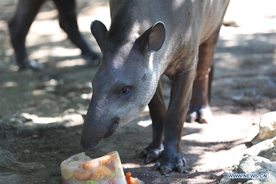 ITALY-ROME-ZOO-ANIMALS-HEAT