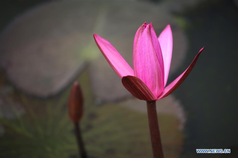 MYANMAR-YANGON-LOTUS FLOWER