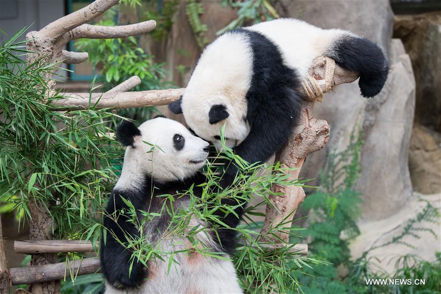 MALAYSIA-KUALA LUMPUR-GIANT PANDA CUB-NAMING-YI YI