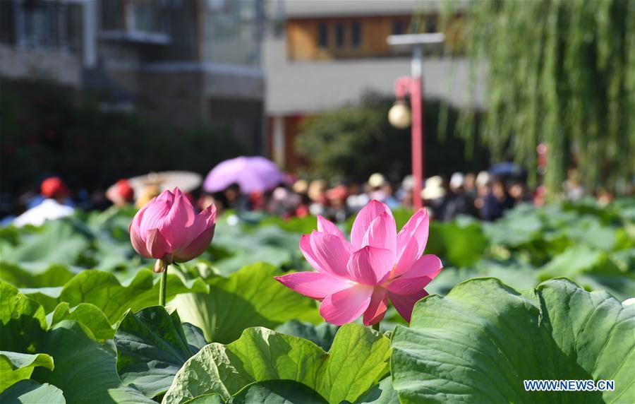 CHINA-YUNNAN-LOTUS FLOWERS (CN)