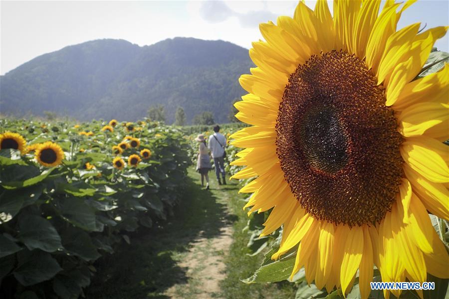 CANADA-CHILLIWACK-SUNFLOWER FESTIVAL