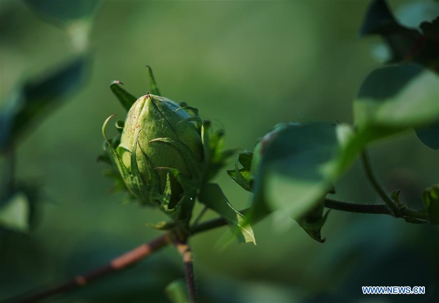 U.S.-GEORGIA-SYLVANIA-COTTON INDUSTRY-TARIFFS-TRADE