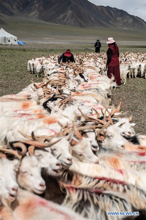 CHINA-TIBET-SHEEP MILK (CN)