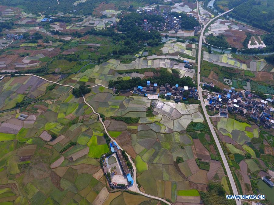 CHINA-GUANGXI-RONG'AN-FIELDS-SCENERY (CN)