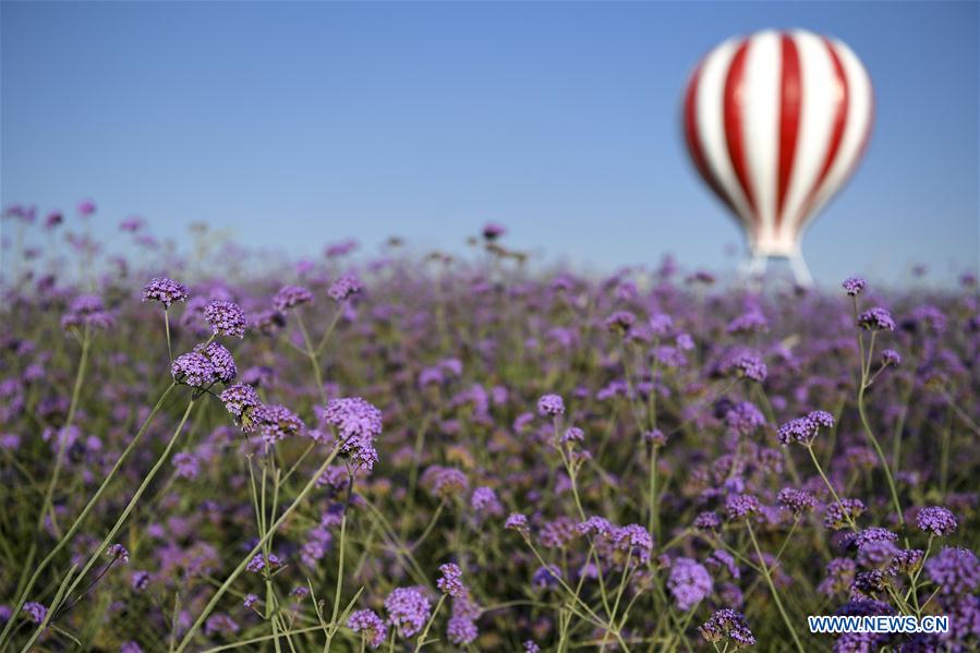 CHINA-NINGXIA-MAOWUSU DESERT-VERVAIN (CN)