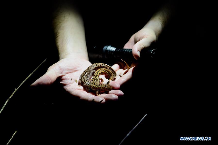 CHINA-FUJIAN-WUYISHAN-NATIONAL PARK-CREATURES (CN)