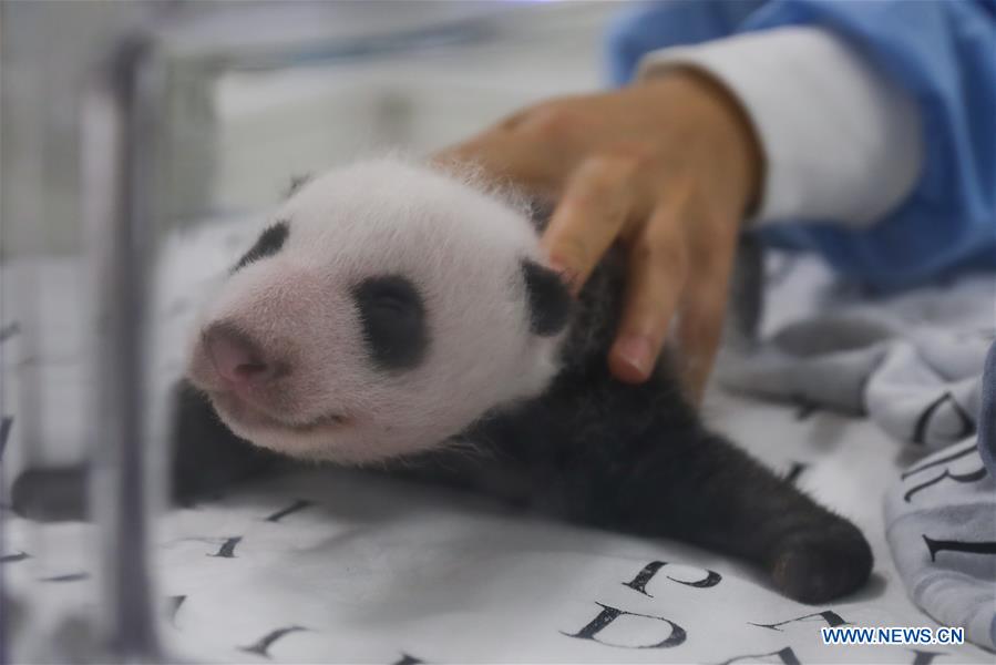 BELGIUM-BRUGELETTE-PANDA CUBS-ONE MONTH