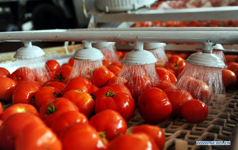 SYRIA-DAMASCUS-TOMATO-PASTE-MAKING