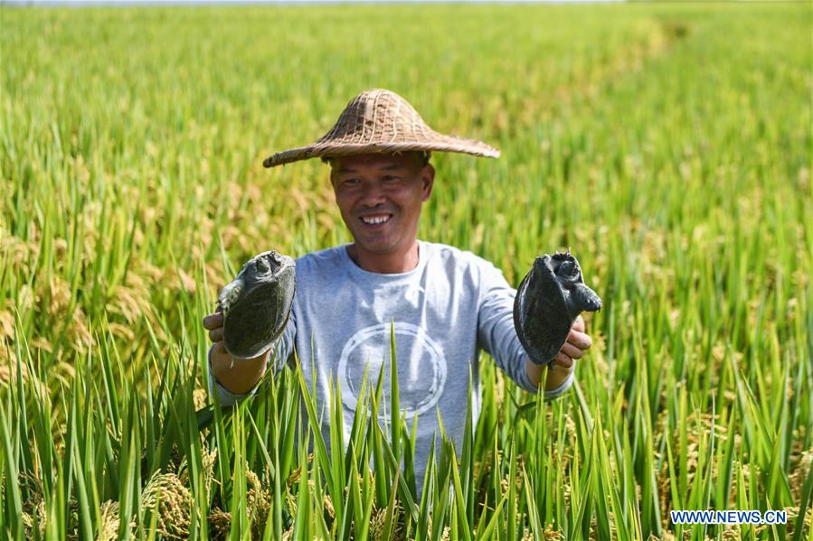 CHINA-ZHEJIANG-HANGZHOU-RICE-HARVEST (CN)