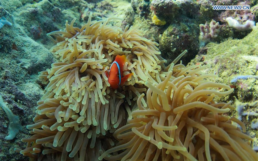 CHINA-HAINAN-LINGSHUI-CORAL REEF (CN)