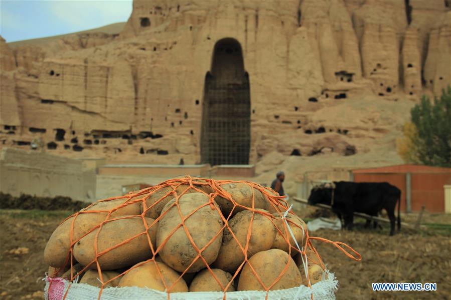 AFGHANISTAN-BAMYAN-AGRICULTURE-POTATO FARM