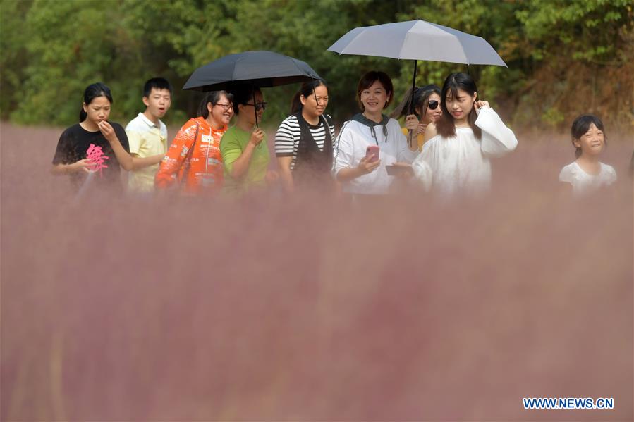 CHINA-JIANGXI-NANCHANG-PINK GRASS-TOURISM (CN)