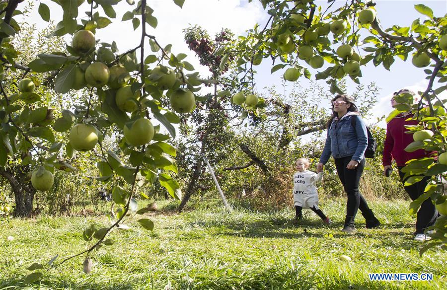 CANADA-TORONTO-THANKSGIVING-APPLE PICKING