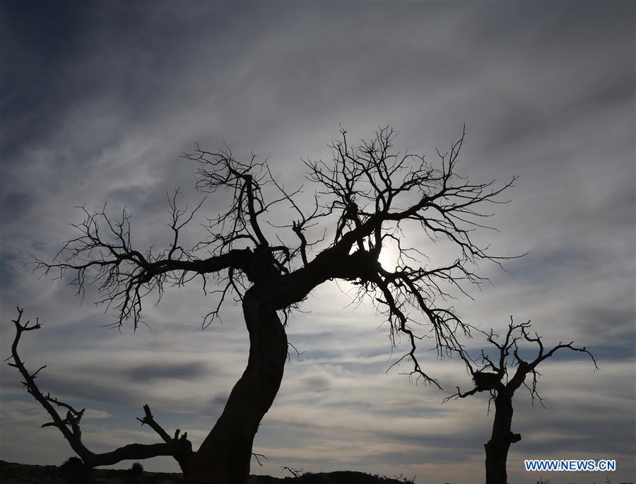 CHINA-INNER MONGOLIA-DESERT POPLAR TREES-SCENERY (CN)