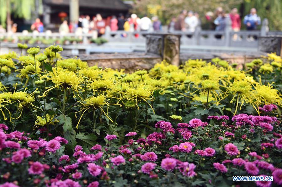 CHINA-SHANDONG-JINAN-CHRYSANTHEMUM (CN)