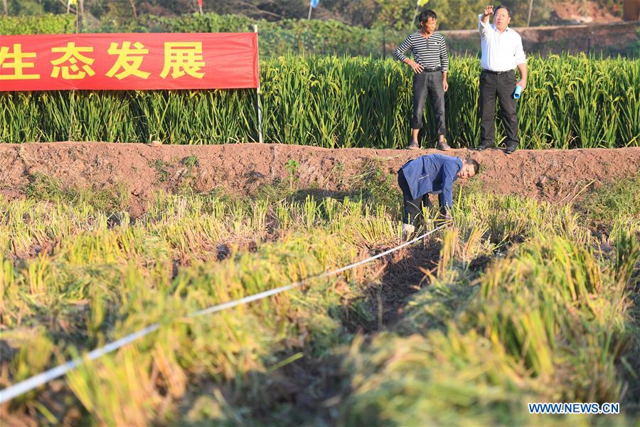 (Eyesonsci)CHINA-HUNAN-THIRD-GENERATION-HYBRID RICE (CN)