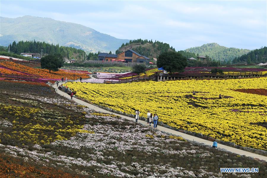 CHINA-GUIZHOU-QIANDONGNAN-CHRYSANTHEMUM (CN)