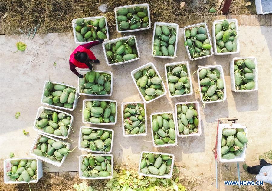 CHINA-HEBEI-ZAOQIANG-HAMI MELONS(CN)