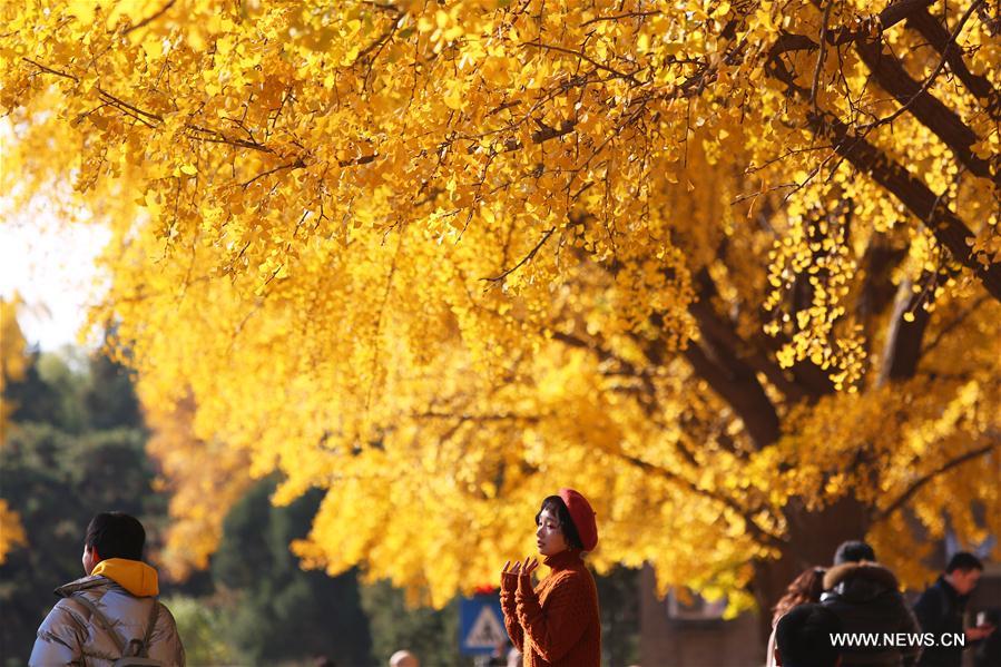 CHINA-BEIJING-TSINGHUA UNIVERSITY-AUTUMN SCENERY (CN)