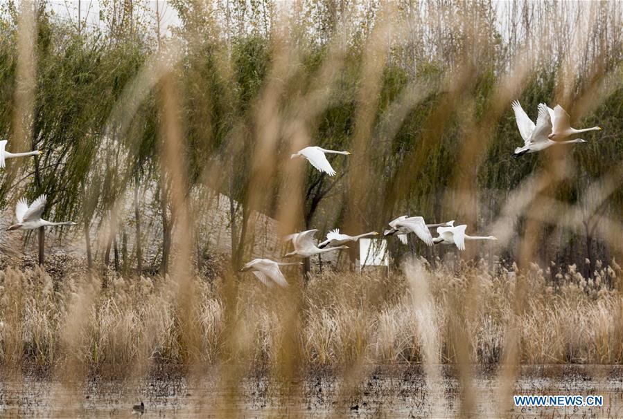 CHINA-JINAN-WETLAND-BIRDS (CN)