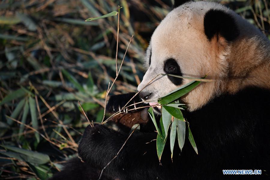 CHINA-XI'AN-QINLING-GIANT PANDA (CN)