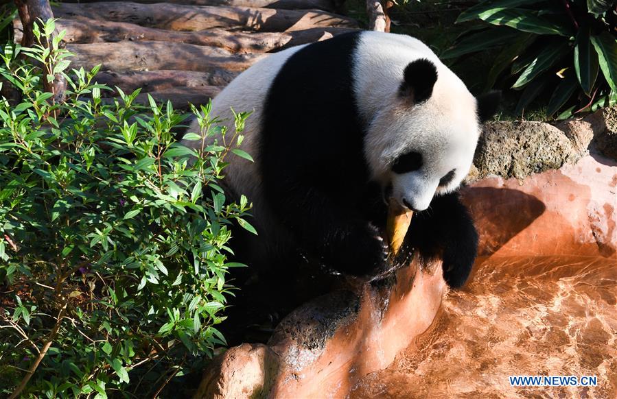 CHINA-HAIKOU-GIANT PANDAS-WINTER ACTIVITY (CN)