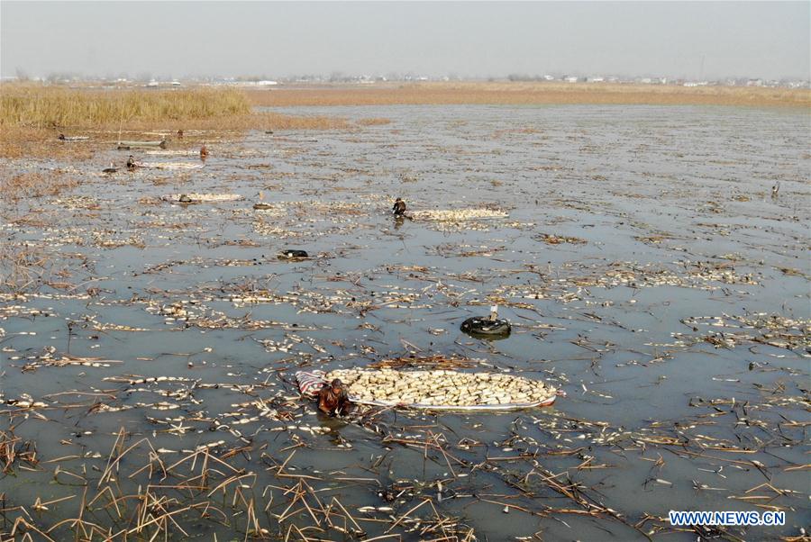 CHINA-ANHUI-LOTUS ROOT-HARVEST (CN)