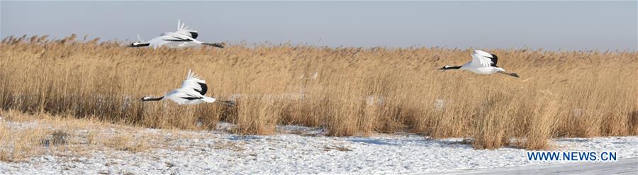 CHINA-QIQIHAR-RED-CROWNED CRANES (CN)