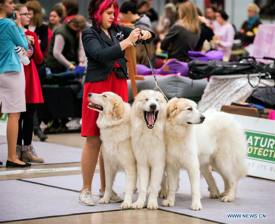 LITHUANIA-VILNIUS-DOG SHOW