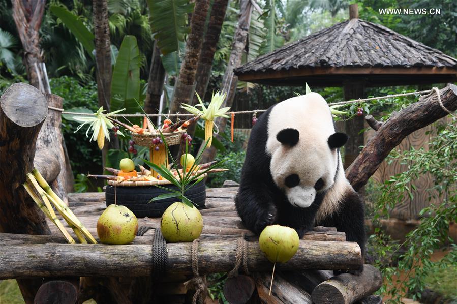 CHINA-HAINAN-HAIKOU-GIANT PANDA (CN)