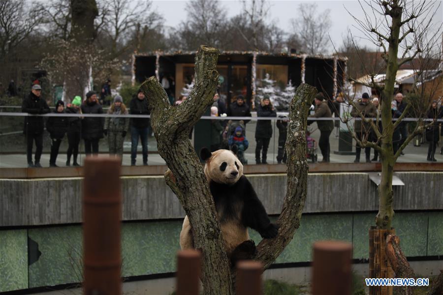 DENMARK-COPENHAGEN-CHINA-GIANT PANDAS