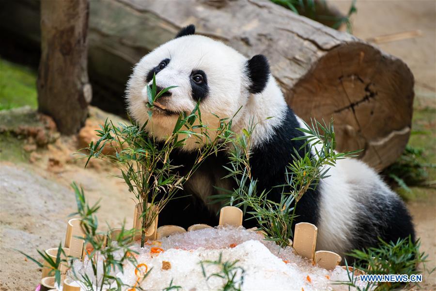 MALAYSIA-KUALA LUMPUR-GIANT PANDA-BIRTHDAY