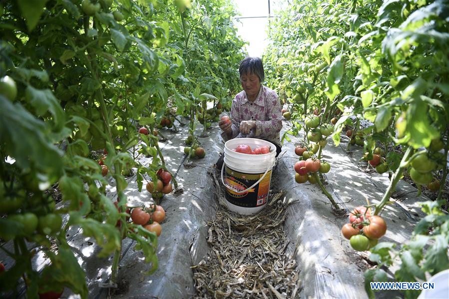 CHINA-NINGXIA-YINCHUAN-SPRING-FARMING (CN)