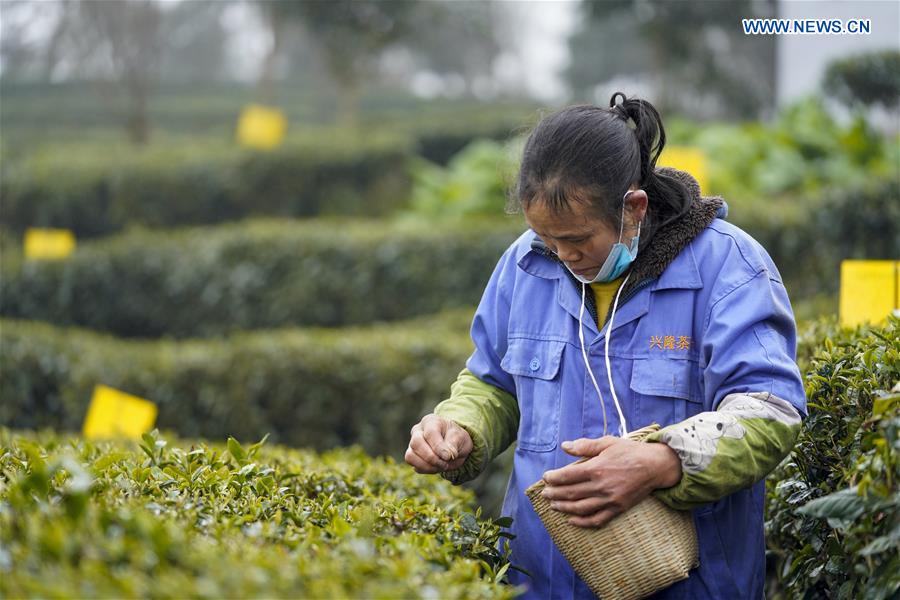 CHINA-CHONGQING-TEA PRODUCTION (CN)