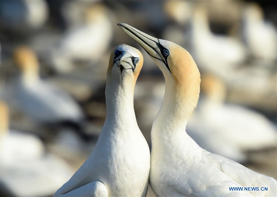 NEW ZEALAND-WELLINGTON-GANNETS