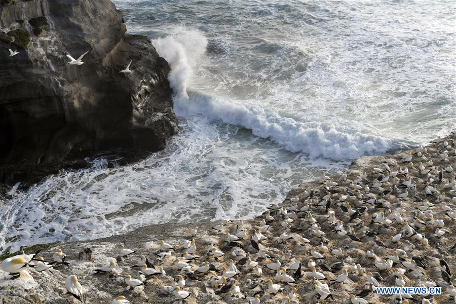 NEW ZEALAND-WELLINGTON-GANNETS