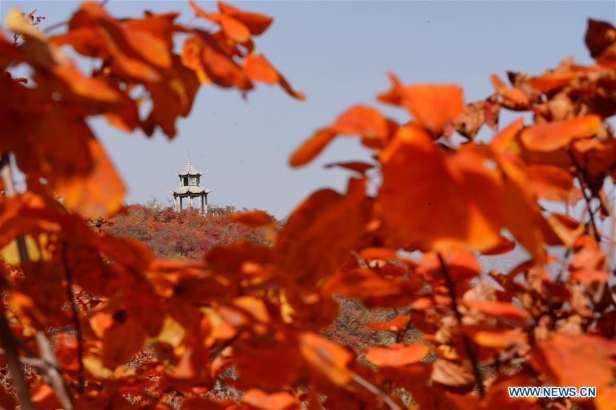 CHINA-HEBEI-RED LEAVES-SCENERY (CN)