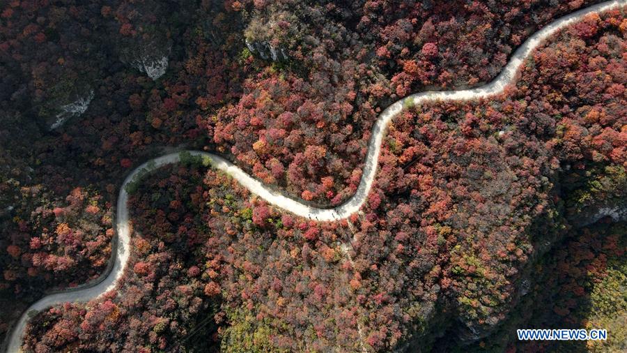 CHINA-HEBEI-RED LEAVES-SCENERY (CN)