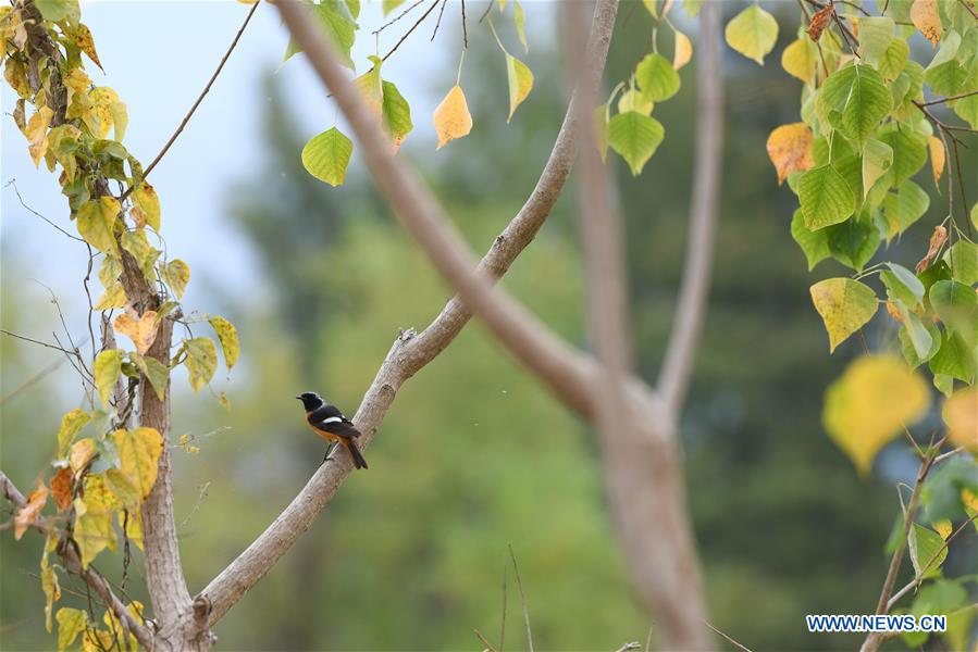 CHINA-ANHUI-YIXIAN-AUTUMN SCENERY (CN)