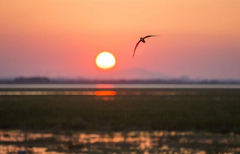 Scenery of Poyang Lake wetland in E China's Jiangxi