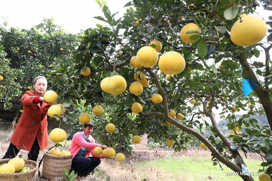 #CHINA-AUTUMN-HARVEST (CN)