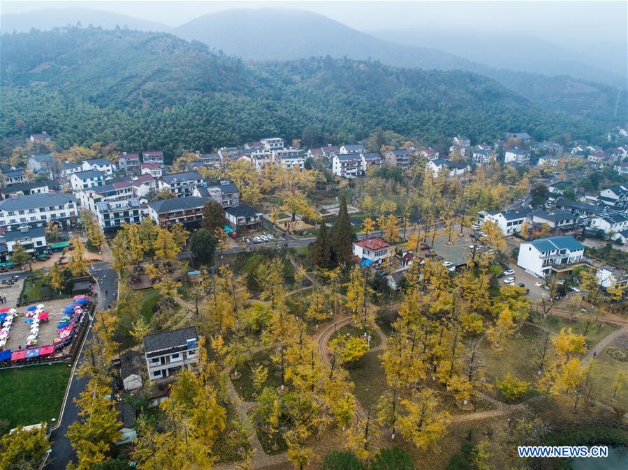 CHINA-ZHEJIANG-CHANGXING-GINKGO-SCENERY (CN) 