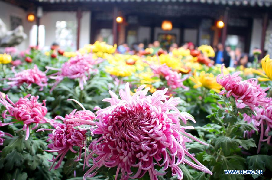 #CHINA-JIANGSU-SUZHOU-CHRYSANTHEMUM-EXHIBITION (CN) 